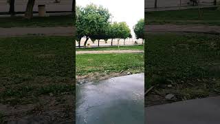 Nature beauty at park #travel #saudiarabia #shortsfeed #shorts #youtube #youtubeshorts