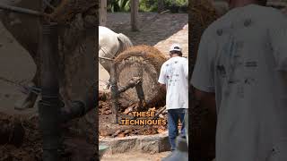 Two-Ton Volcanic Wheel Behind Old-School Tequila