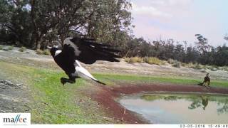 Wildlife using wetlands in the Wimmera - Mallee Region