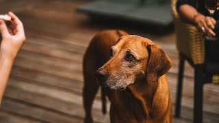 How to Socialize a Rhodesian Ridgeback Puppy