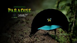 Birds-of-Paradise Video Series on EcoNusa TV