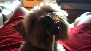 Lollipop Tease Yorkie