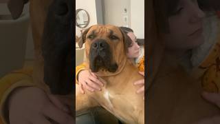 Big Boerboel Loves Cuddles #boerboel #shortsfeed #shortvideo