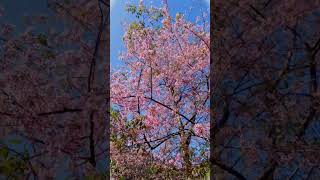 #Cherryblossom #india #sikkim #viralvideo #fyp