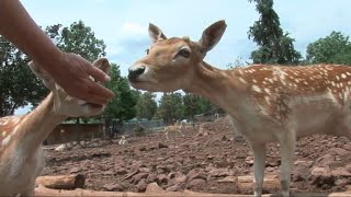 Exploring Arizona: Grand Canyon Deer Farm