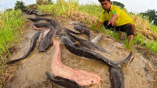 Oh wow Fisherman! wow 4Fisherman catch a lots of fish after farmer harvesting rice at field by hand