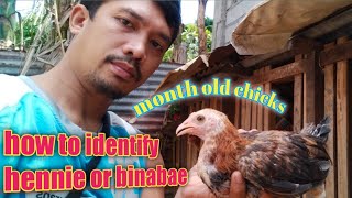 MONTH OLD CHICKS | HOW TO IDENTIFY HENNIE OR BINABAE