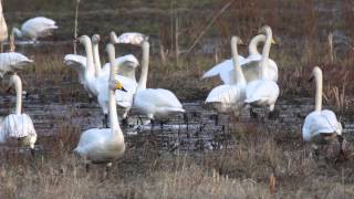 Whooper Swans Welcoming the Arrival of Spring