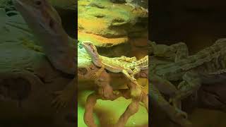 Pet Shop For Animal Lovers 🐠🦜🐶😿❤️👍🥰💖💛💚💜| Kellyville pets, Animals, Snake, Lizard #subscribe #shorts