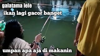 UMPAN GALATAMA LELE GACOR ||ikan lagi gacor banget maszeh.