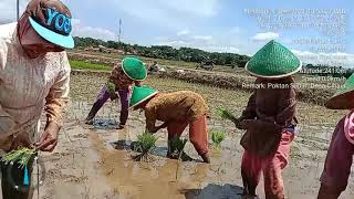 Penelusuran Kegiatan Tanam Padi Poktan Subur Cihaur