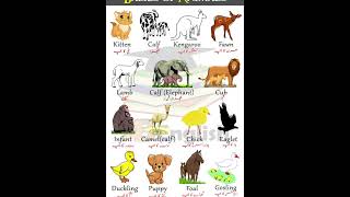 animal name