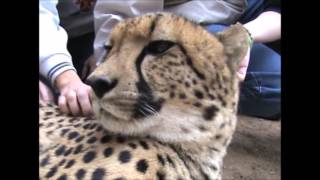 2011 Cango Wildlife Ranch Oudtshoorn, South Africa petting cheetah pt.3