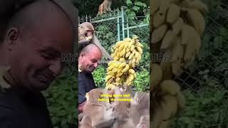 “Man VS Monkey Mayhem: Feeding Frenzy Erupts Over Bananas!” #monkey #man