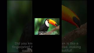 Facts about toucans #facts #animals #animal #wildlife #toucans