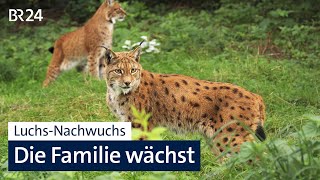 Ausgewildert im Steinwald: So geht es den Luchsen heute | Abendschau | BR24