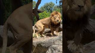 Should Animals Be Kept in Zoos? Lions 🦁