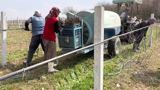 Açık Köklü Kışlık Fidan Dikimi/ Makine ile Sulu Fidan Dikimi / Üzüm Fidanı Dikimi