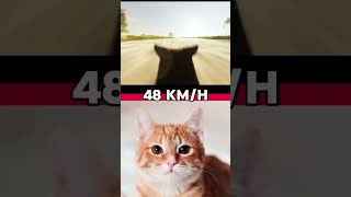 The speed of animals #cat #anime #animation