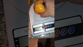 250-300gr persimmons