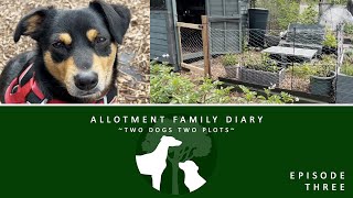 Building a Safe Place for Dogs (Episode 3)