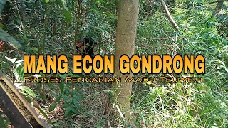 MANG ECON GONDRONG | Proses Pencarian Madu Teuweul Di Kebun Bambu Tengah Hutan