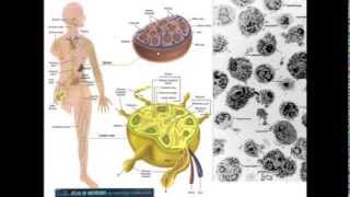 11. Medical School Histology. Lymphoid Tissue - Part 1 (Lymph Nodes & Gut-Associated Tissue)