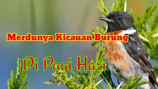 Merdunya Kicauan Suara Burung Di Pagi hari / The sweet sound of birds chirping in the morning