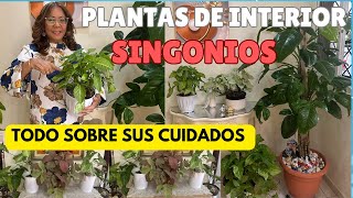 PLANTAS DE INTERIOR 🪴SINGONIOS! Todo sobre sus CUIDADOS #jardín #plantastropicales #cuidados#