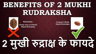 2 Mukhi Rudraksha Benefits