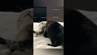 DORA & ZHORA are friends. 🐈‍⬛🐈 #catvideos #catlovers #cats #catshorts #catplaying