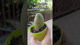 #echinopsis