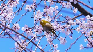 Wildlife and Nature - Japan: Land of the Snow Monkeys & Cherry Blossoms