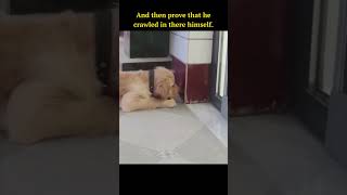 Funny Moment: Chick Explores Dog's Mouth! 😂