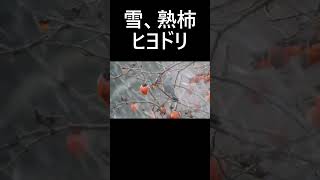 ヒヨドリ 。 動画はコメント欄からどうぞ。