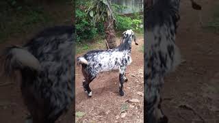 goat farming (for sale )