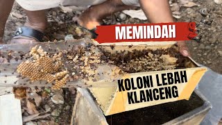 Tips Mudah Memindah Koloni Lebah Klanceng