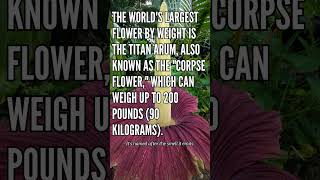 Did U Know? CorpeFlower, stinky plant! #Science #fact #sciencefacts