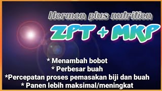 MANFAAT DAN KEISTIMEWAAN HORMON GA3 (ZPT) ASAM GIBBERLATE/GIBERLINE