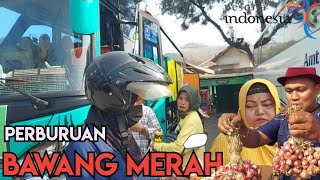 PERBURUAN BAWANG MERAH PARANGTRITIS