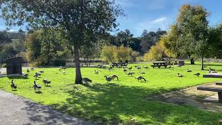 In America Bay Area Many Ducks around a lakeside