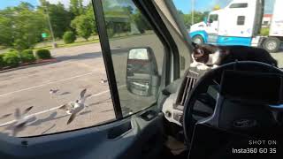 Cat vs Bird | Insta360 GO 3S TimeShift w/ Motion ND Example