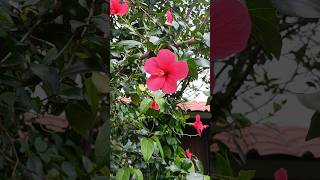 Hibiscus tree in full bloom #smitasgarden #garden #flowers #shortsvideo