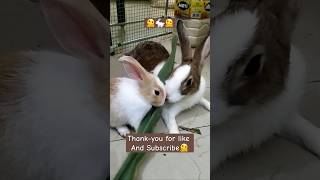 Cute baby bunny #trending #rabbit #yt #cute #new #shorts #shortsfeed #funny #news #festival #2024