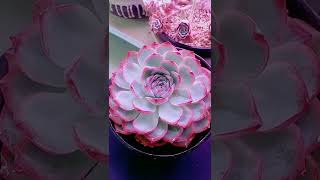 Satisfying Succulent Diy #107