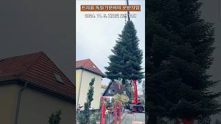 [임업] 트리용 독일가문비의 운반 작업 🌲