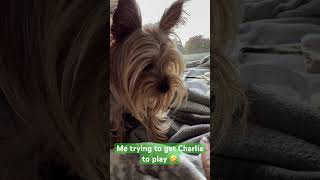 #yorkie #yorkshire #yorkshireterrier #toyyorkie #smalldog #pets #dogs #followcharlie