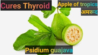 This plant leaves cures thyroid problems #guava #psidiumguajava / #Applesoftropics / #अमरूद / #പേര