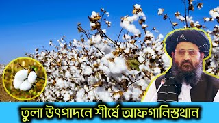 তুলা উৎপাদনে শীর্ষে আফগানিস্তথান | Afghanistan cotton bloc | Pro Real Tv