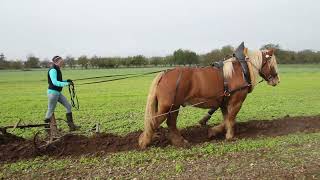 La journée labour 🐎   avec le syndicat du cheval de trait du Haut-Rhin 2022